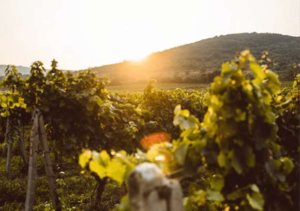 Varga Winery Vineyards